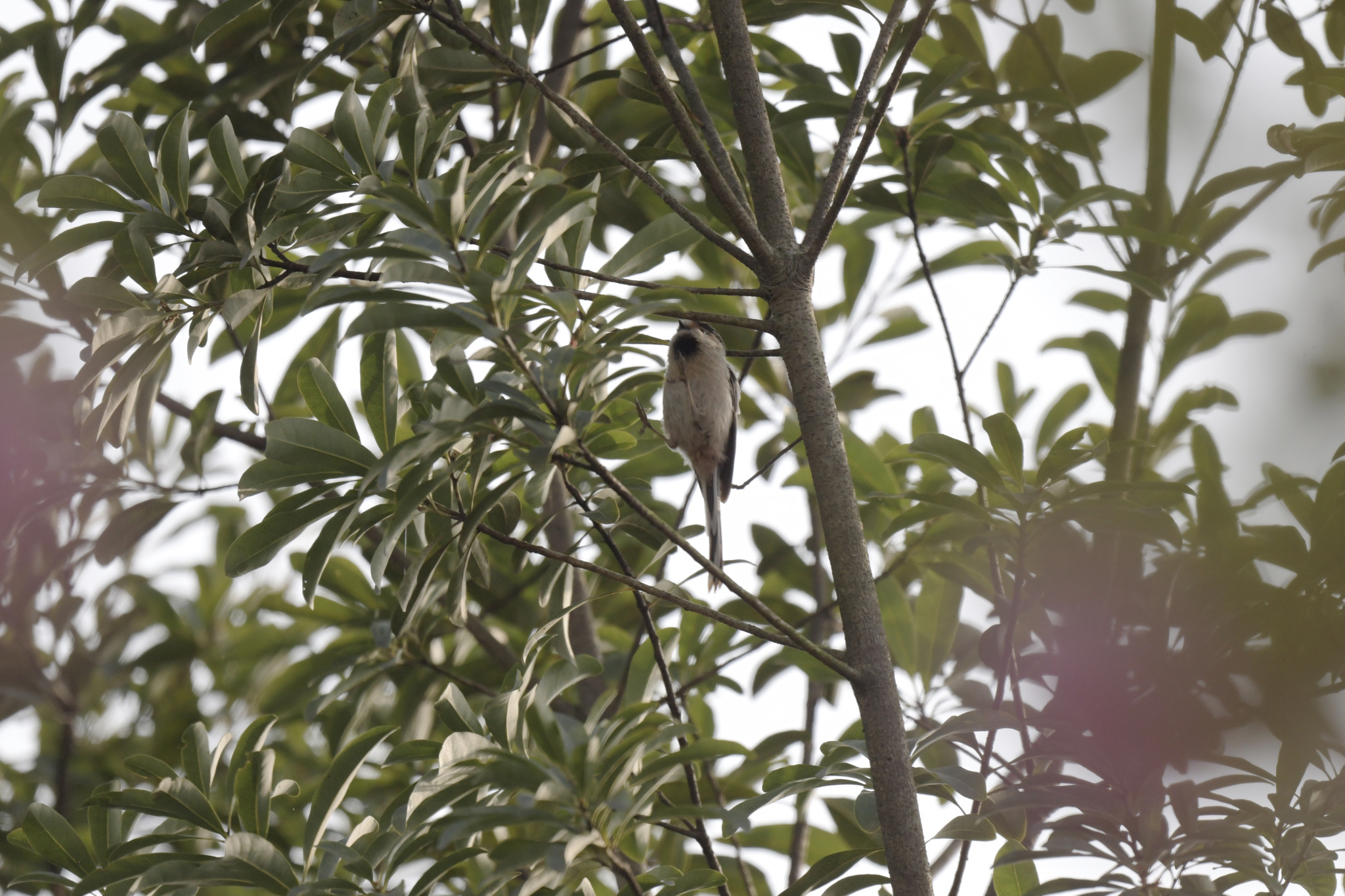 Silver-throated Bushtit