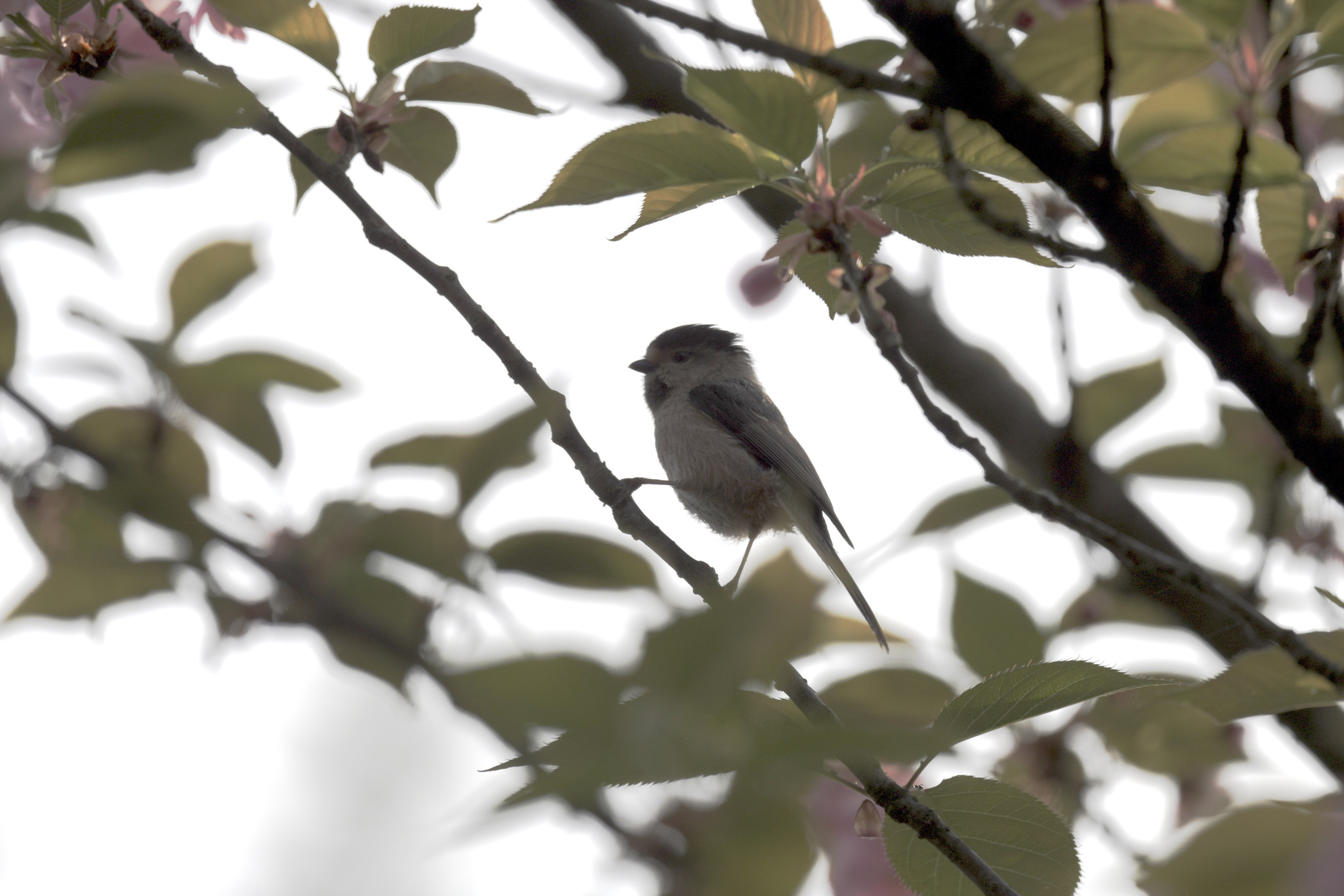 Silver-throated Bushtit