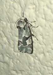 Emarginea percara