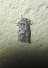 Emarginea percara