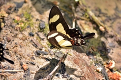 Heraclides torquatus