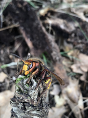 Vespa crabro
