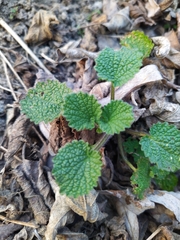 Marrubieae