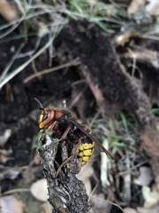 Vespa crabro