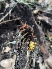 Vespa crabro