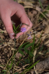 Lathyrus linifolius montanus