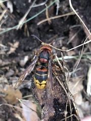Vespa crabro
