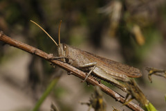 Schistocerca impleta