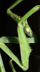Macromantis hyalina