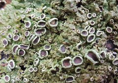 Physcia alnophila