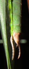 Macromantis hyalina