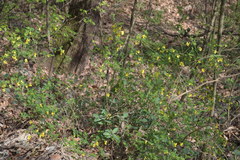 Hippocrepis emerus emerus
