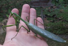 Macromantis hyalina