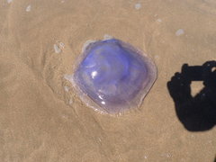 Eupilema inexpectata
