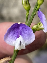 Psoralea usitata