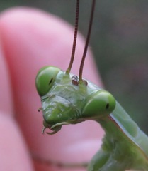 Macromantis hyalina