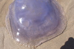 Eupilema inexpectata