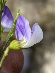 Psoralea usitata