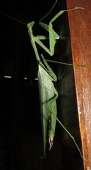 Macromantis hyalina