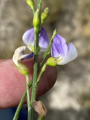 Psoralea usitata