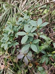 Rhododendron latoucheae