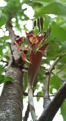 Epidendrum radioferens