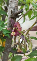 Epidendrum radioferens