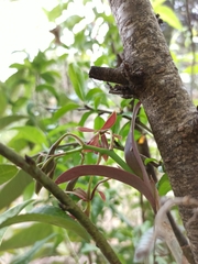 Epidendrum radioferens