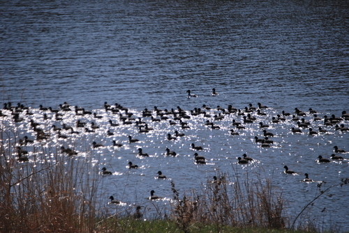 American Coot photographed in Missouri