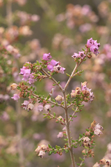 Erica latifolia
