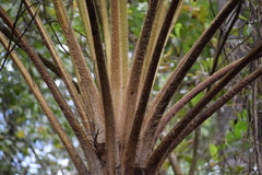 Sphaeropteris horrida