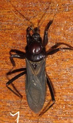 Tydides obscurus