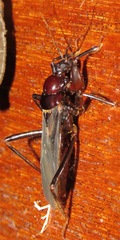 Tydides obscurus