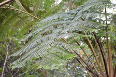 Sphaeropteris horrida