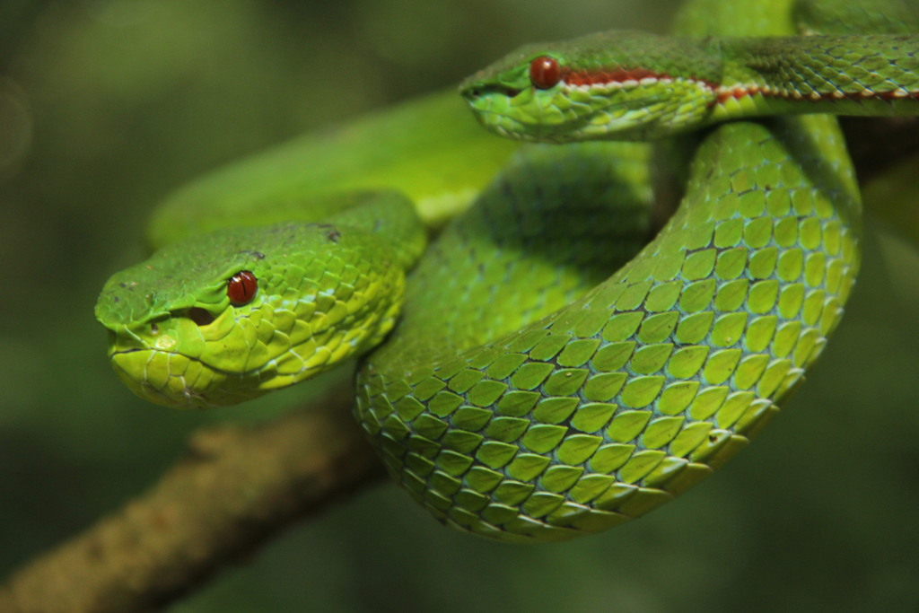 Lanna Green Pitviper