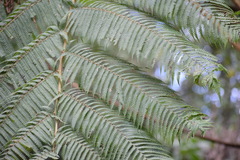 Sphaeropteris horrida