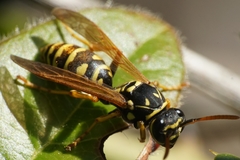 Polistes associus