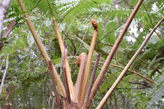 Sphaeropteris horrida