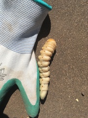 Derobrachus geminatus