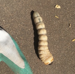 Derobrachus geminatus