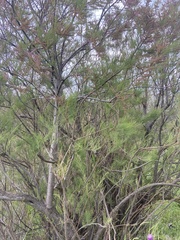 Tamarix jordanis