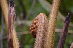 Sphaeropteris horrida