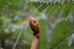Sphaeropteris horrida