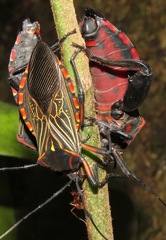 Pachylis pharaonis