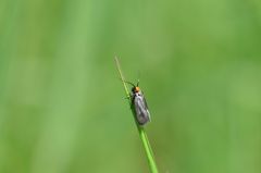 Cauchas rufifrontella