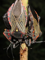 Pachylis pharaonis