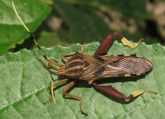 Spathophora biclavata