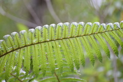 Sphaeropteris horrida