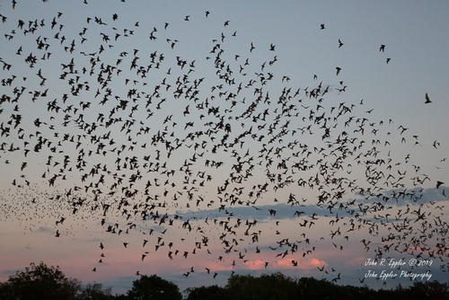 Mexican Free-tailed Bat