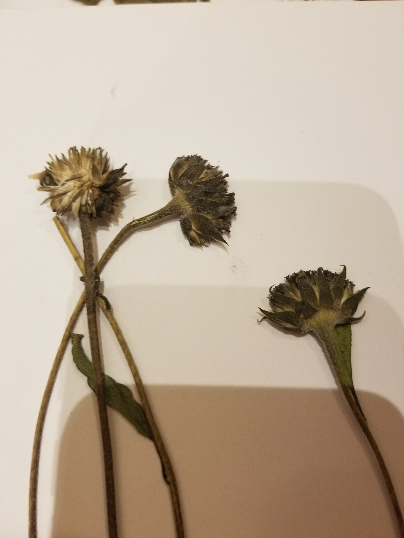 Helianthus petiolaris ssp. petiolaris